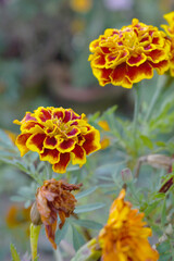 Yellow red french marigold flower blossom in garden, Yellow red french Mari Gold flowers for decorate garden, Close up of beautiful small marigold flower in garden. Marigold flowers bloom in nature