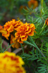 Yellow red french marigold flower blossom in garden, Yellow red french Mari Gold flowers for decorate garden, Close up of beautiful small marigold flower in garden. Marigold flowers bloom in nature