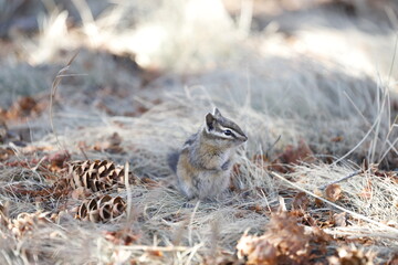 Small Chipmunk and Pinecones