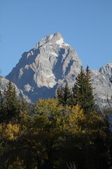 Grand Teton Peak with Blue Sky and Trees