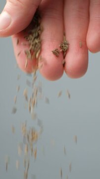 Hand pouring natural seasoning whole cumin seeds, vertical slow motion