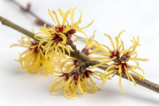 Close-Up of Witch Hazel Flower Bloom. Macro image of witch hazel blossoms with yellow ribbon-like petals and red centers on a twig, isolated on white background