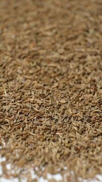 Whole cumin seeds Carum carvi L scatter on white background, vertical slow motion