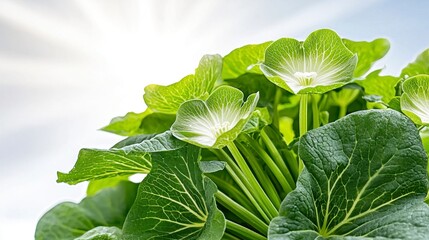 Close Up of Dewy Green Plants with White Flowers Under Bright Light