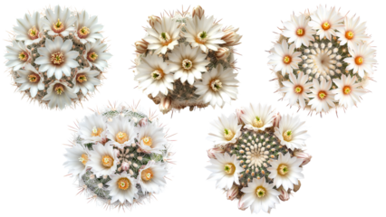 Top View of Blooming Cactus Flowers Collection