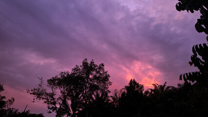 silhouette of a tree