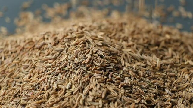 Dried Cumin Seeds Close-Up Culinary Ingredient Pour Slow Motion
