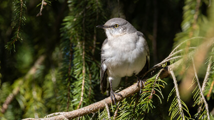 Mockingbird Grey Bird in Spruce Tree Branches Evergreen Green Spring Pine Needles Close Up Nature Scene Songbird
