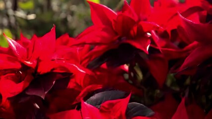 Close-up of vibrant red poinsettia flowers with lush green leaves in the background. - Powered by Adobe