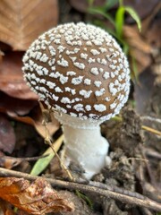 a poisonous mushroom grows in the forest
