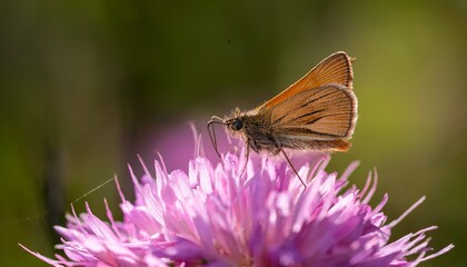 Small skipper butterfly - Thymelicus sylvestris on Maiden pink flower- 93206