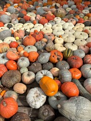 pile of pumpkins