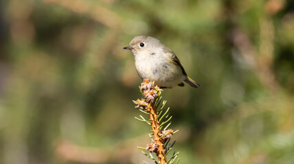 Close Up Small Bird on Spruce Tree Branch Ruby Crowned Kinglet Flower Blooms Detail Feathers Feet Blurred Background