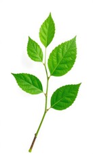 Single isolated branch with leaves on white background, green, nature, isolation
