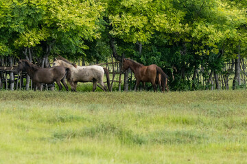 Naklejka premium East Sumba, East Nusa Tenggara , Indonesia – 03 15. 2025 – The sandalwood horse looks fat, the green grass is still sufficiently available in the Sumba savanna