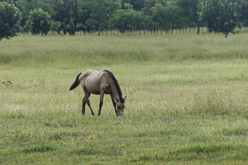 East Sumba, East Nusa Tenggara , Indonesia –  03 15. 2025 – The sandalwood horse looks fat, the green grass is still sufficiently available in the Sumba savanna