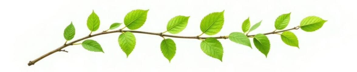 Single isolated branch with green leaves on white background, verdant, single