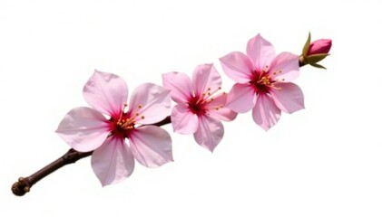 Obraz premium Single isolated branch with flowers or blossoms on white background, branches, flowers, bloom
