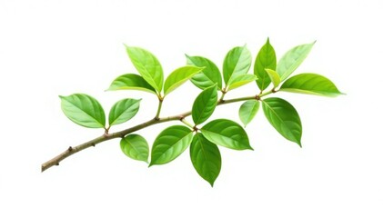 Fototapeta premium Single isolated branch with foliage against white, isolation, branch, greenery