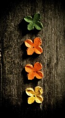 Fototapeta premium Colorful paper flower buttons lined up on rustic wood for a handmade, artsy touch