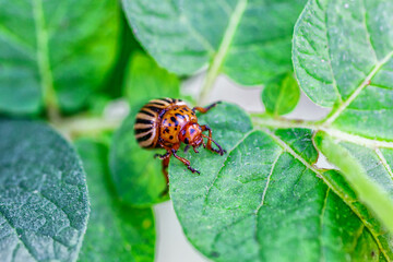 Colorado Potato Beetle (Leptinotarsa decemlineata).Close-up Colorado potato beetle and larvae on the green leaves of potatoes, is a major pest of potato crops.