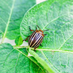 Colorado Potato Beetle (Leptinotarsa decemlineata).Close-up Colorado potato beetle and larvae on the green leaves of potatoes, is a major pest of potato crops.