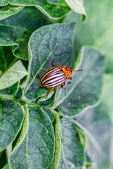 Colorado Potato Beetle (Leptinotarsa decemlineata).Close-up Colorado potato beetle and larvae on the green leaves of potatoes, is a major pest of potato crops.