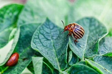 Colorado Potato Beetle (Leptinotarsa decemlineata).Close-up Colorado potato beetle and larvae on the green leaves of potatoes, is a major pest of potato crops.