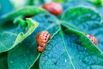 Colorado Potato Beetle (Leptinotarsa decemlineata).Close-up Colorado potato beetle and larvae on...