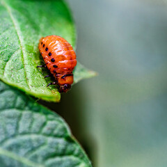 Colorado Potato Beetle (Leptinotarsa decemlineata).Close-up Colorado potato beetle and larvae on the green leaves of potatoes, is a major pest of potato crops.