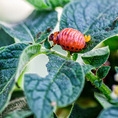 Colorado Potato Beetle (Leptinotarsa decemlineata).Close-up Colorado potato beetle and larvae on...