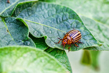 Colorado Potato Beetle (Leptinotarsa decemlineata).Close-up Colorado potato beetle and larvae on the green leaves of potatoes, is a major pest of potato crops.