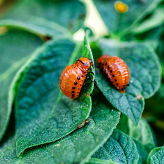 Colorado Potato Beetle (Leptinotarsa decemlineata).Close-up Colorado potato beetle and larvae on the green leaves of potatoes, is a major pest of potato crops.