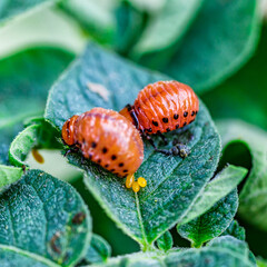Colorado Potato Beetle (Leptinotarsa decemlineata).Close-up Colorado potato beetle and larvae on...