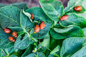 Colorado Potato Beetle (Leptinotarsa decemlineata).Close-up Colorado potato beetle and larvae on...