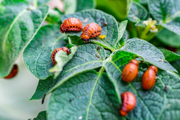 Colorado Potato Beetle (Leptinotarsa decemlineata).Close-up Colorado potato beetle and larvae on the green leaves of potatoes, is a major pest of potato crops.
