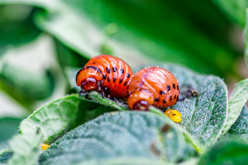 Colorado Potato Beetle (Leptinotarsa decemlineata).Close-up Colorado potato beetle and larvae on the green leaves of potatoes, is a major pest of potato crops.
