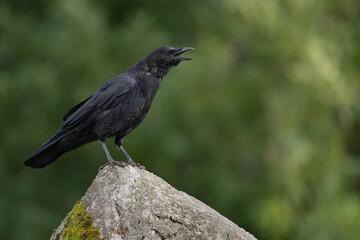 American Crow perched