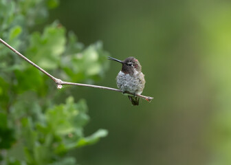 Anna's Hummingbird portrait