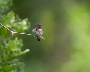 Anna's Hummingbird portrait