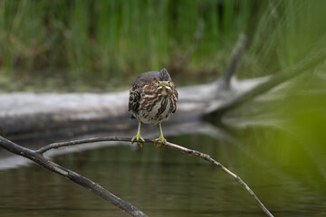 Green Heron perched portrait