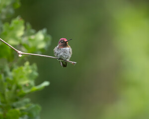 Anna's Hummingbird portrait