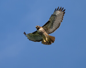 Red-tailed hawk in flight screaming
