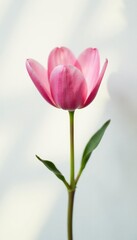 Fototapeta premium Single flower in sunlight on white background, blossom, floral