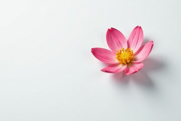 Fototapeta premium Single flower isolated on a plain white surface, background, delicate, simplicity