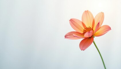 Naklejka premium Single flower with a subtle gradient effect on white background, bloom, gradient