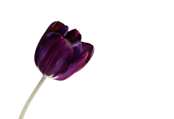 dark purple tulip isolated on transparent