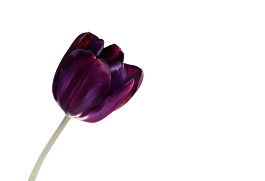 dark purple tulip isolated on transparent