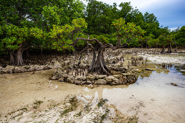 East Sumba, East Nusa Tenggara , Indonesia –  03 15. 2025 – The Dancing mangroves at Walakiri...