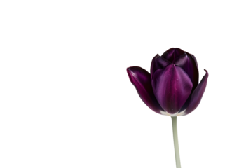 dark purple tulip isolated on transparent